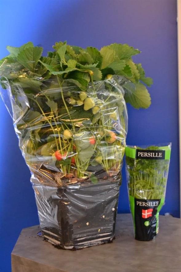 Kæmpe jordbærplante